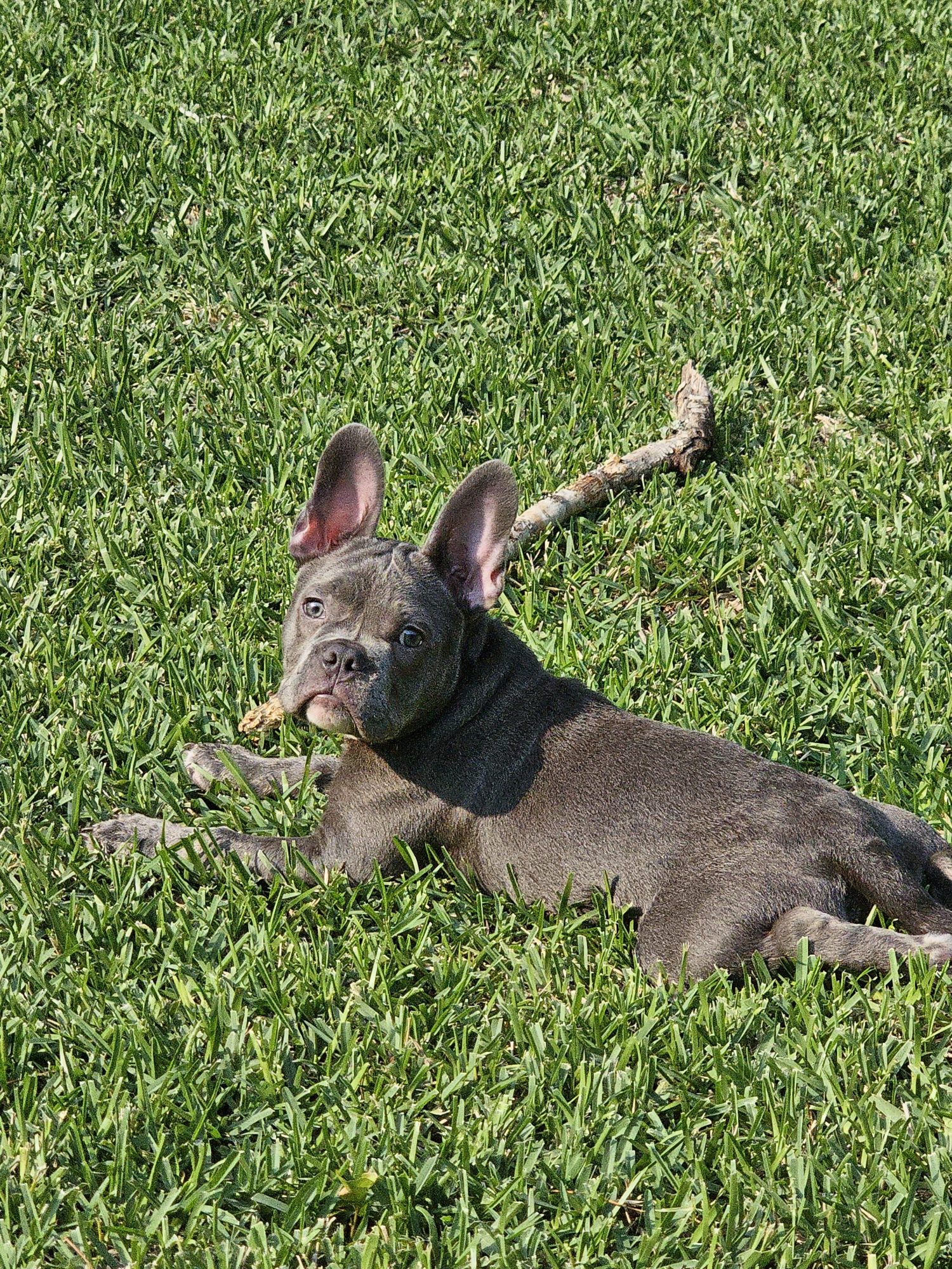 dog training