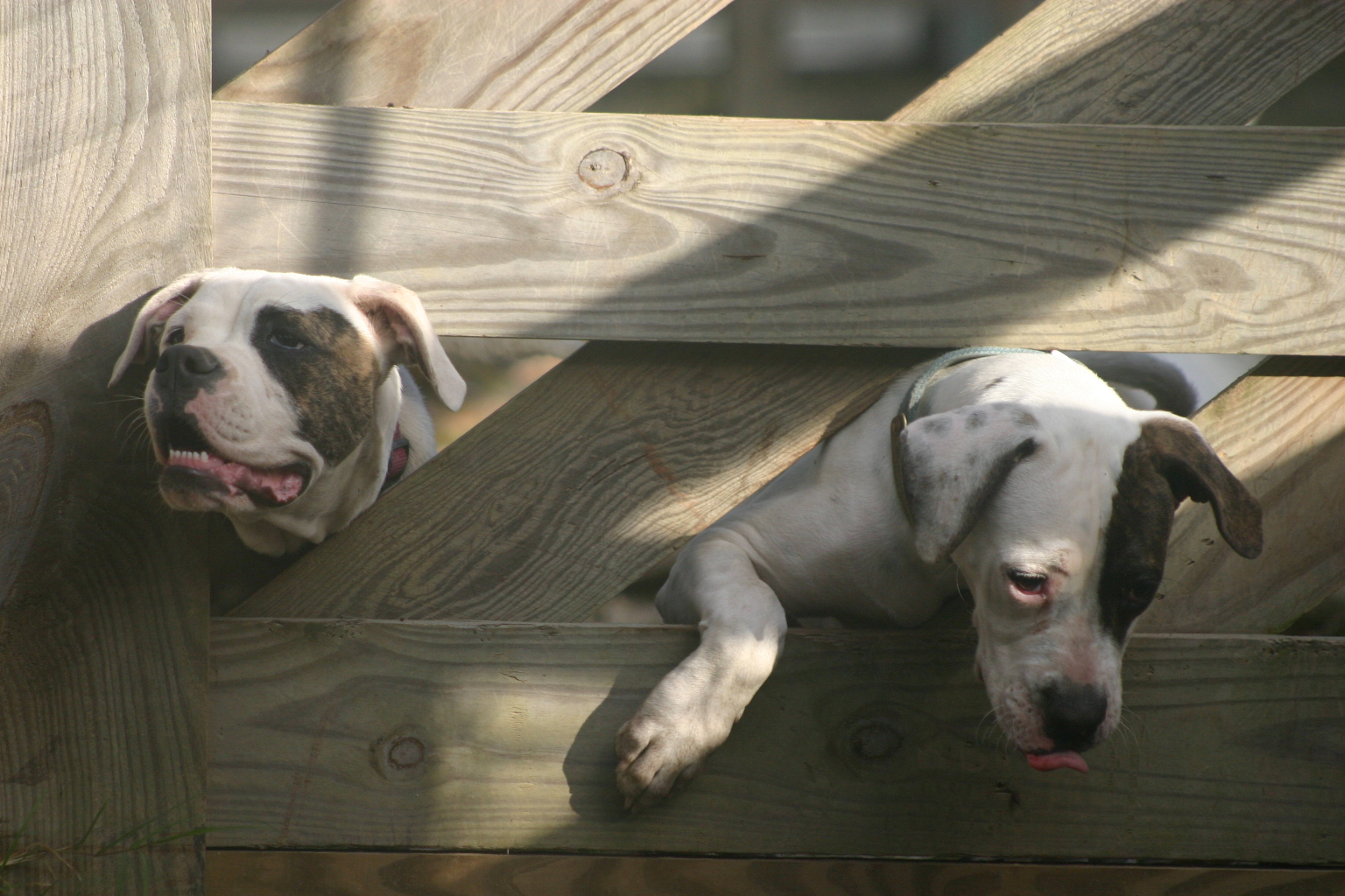 dog training