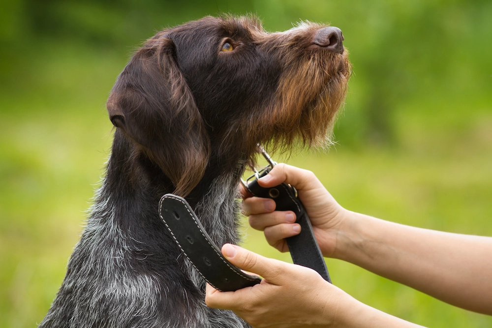 Train a Dog to Walk on a Leash