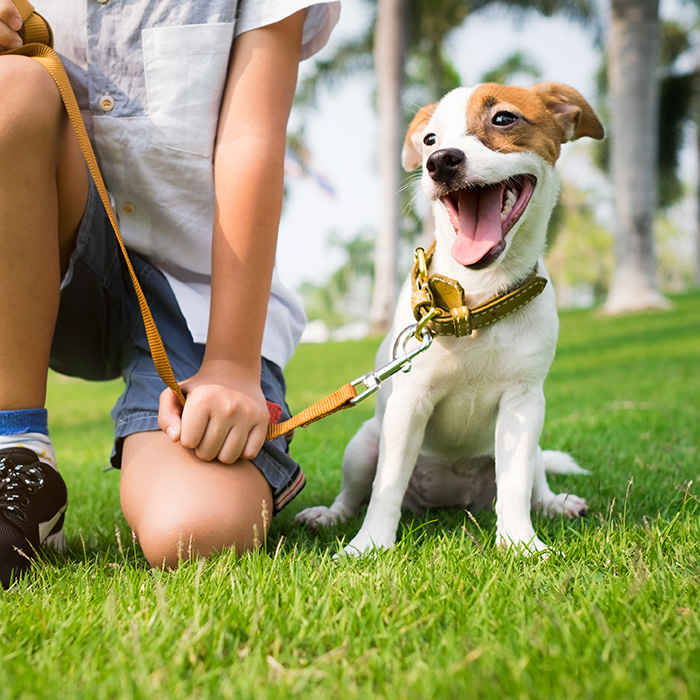 Benefits of Behavior Modification for Dogs img Benefits of Behavior Modification for Dogs img