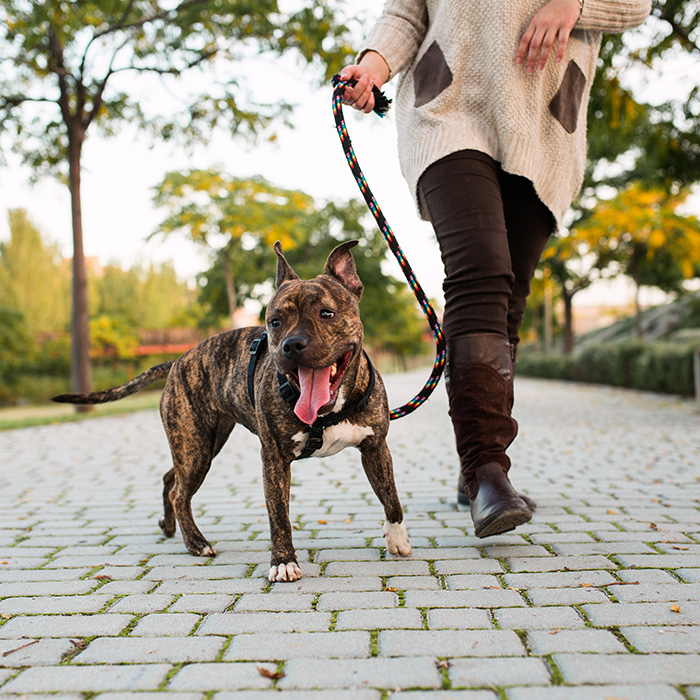 Common Behavioral Issues We Address img Common Behavioral Issues We Address img