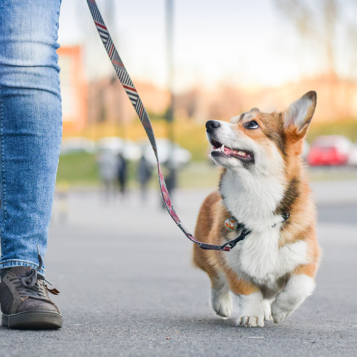 Obedience Training What Your Dog Will Learn img Obedience Training What Your Dog Will Learn img