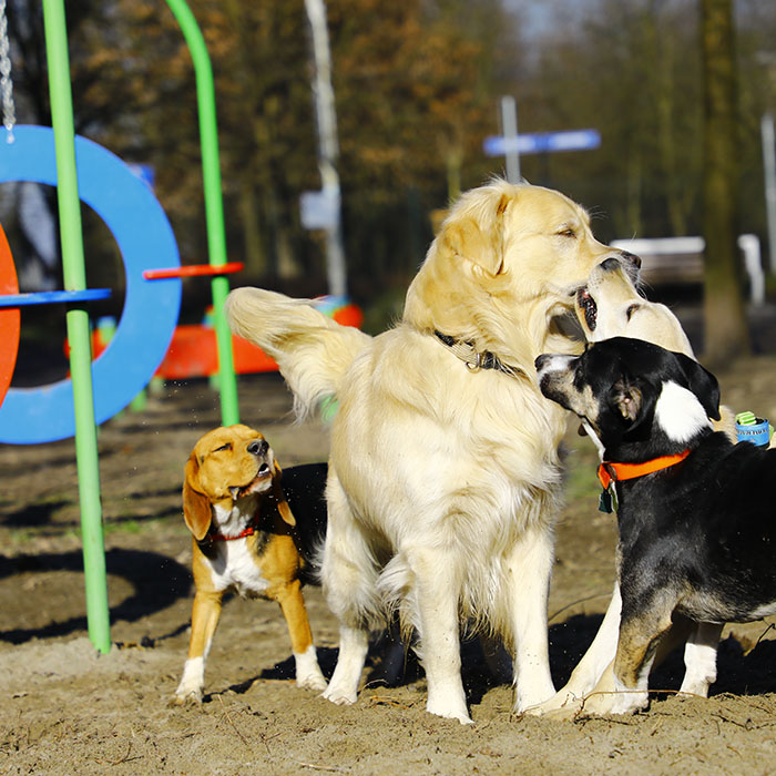 Our Socialization Process img Our Socialization Process img