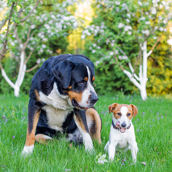 Understanding Your Dog’s Potty Needs img Understanding Your Dog’s Potty Needs img