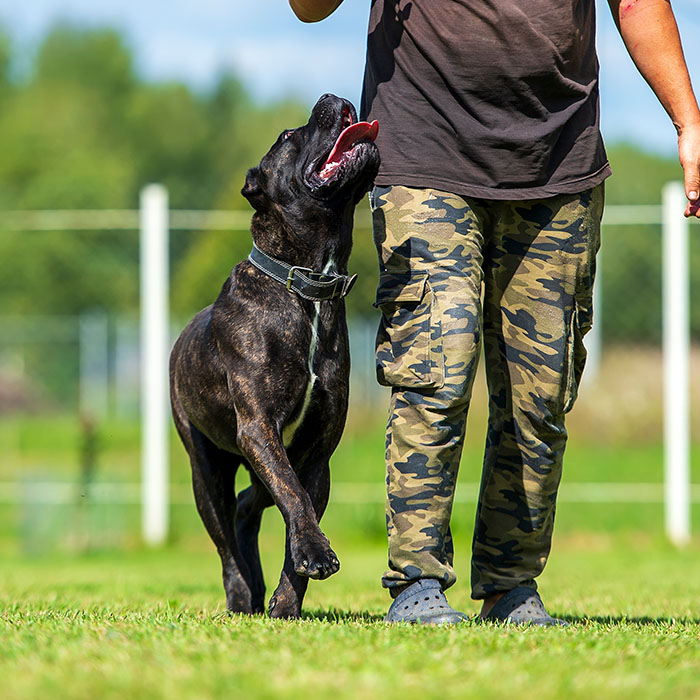 Why choose freedom k9 img Why choose freedom k9 img