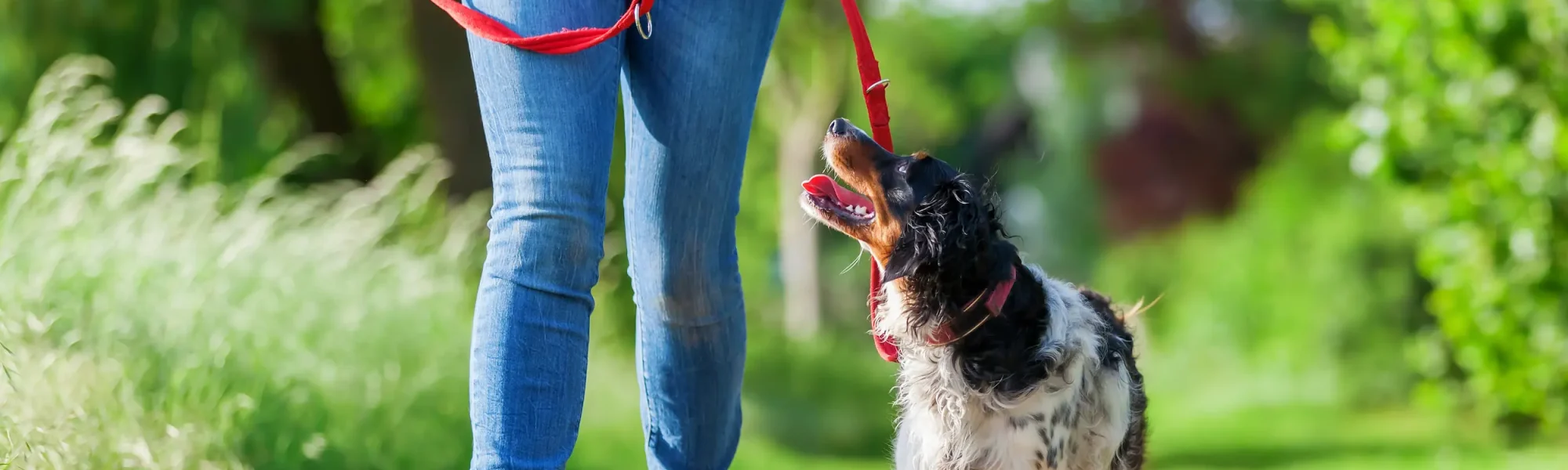 Train a Dog to Walk on a Leash