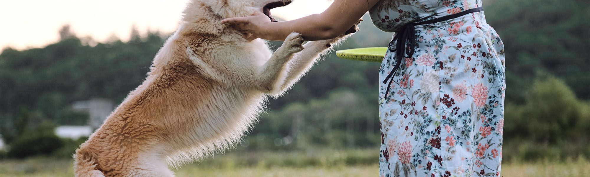 stop dog jumping