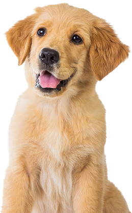 golden retriever dog sitting floor isolated 1 golden retriever dog sitting floor isolated 1