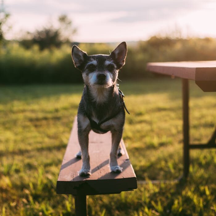 pexels photo 2666152 edited