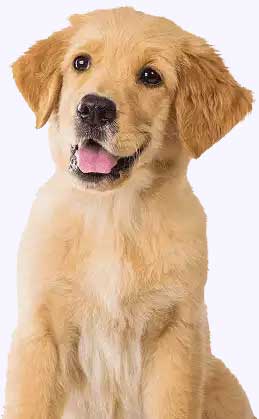 puppy training classes